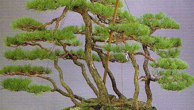 bonsai netsuranari