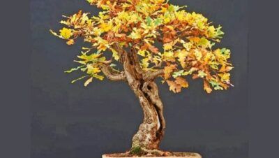 bonsai quercus bicolor