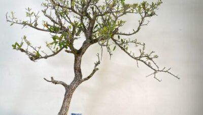 bonsai quercus virginiana