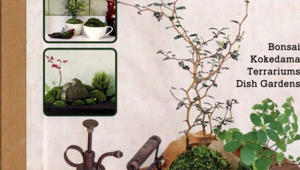 terrarios bonsai guia completa para crear y cuidar tu propio jardin en miniatura