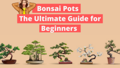 tiestos para bonsai guia completa de seleccion y cuidados