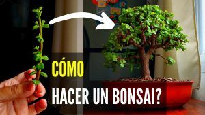 Cómo Crear un Bonsái de Estilo de Árbol de Cristal: Técnicas y Cuidados