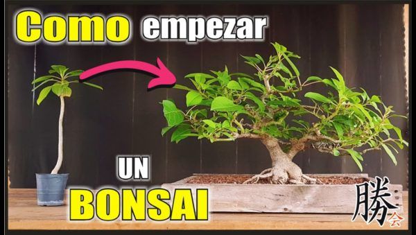 Cómo Crear un Bonsái de Estilo de Árbol de Lazo: Técnicas y Cuidados