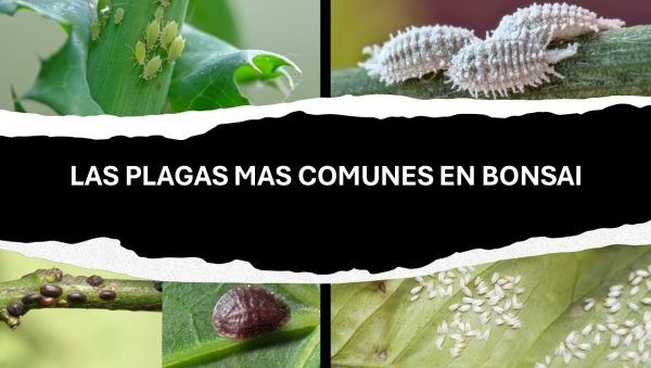 Cómo identificar y tratar las plagas comunes en bonsái