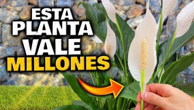 Mini bonsái: descubre cómo cultivar y cuidar estas hermosas plantas en maceta