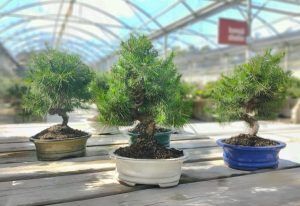 bonsai pino silvestre con corteza rojiza en maceta de bonsai