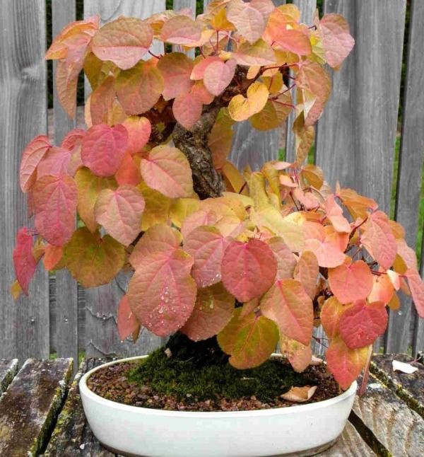 SuBonsai - Cercidiphyllum Japonicum Bonsái: Encanto y Cuidado del Katsura en tu Jardín