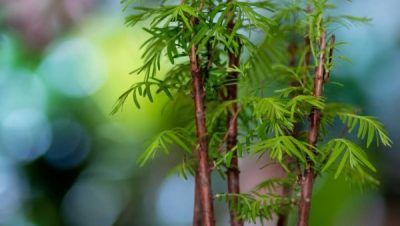 SuBonsai - Cómo Cultivar un Bonsái de Bambú Resiliente y Elegante: Guía Completa para Principiantes