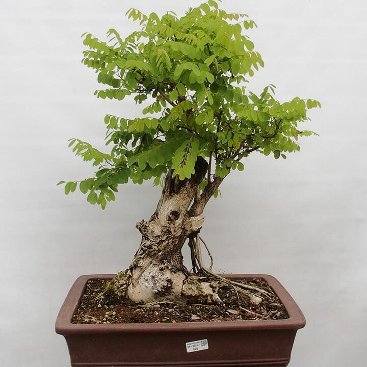 SuBonsai - Robinia Pseudoacacia Bonsái: Resistencia y Belleza del Acacia de Tres Espinas en Tu Jardín
