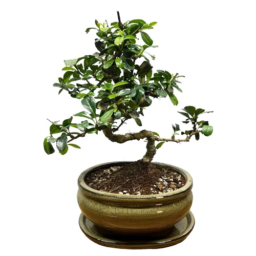 Sustratos Específicos para Bonsái de Árboles de Clima Tropical Húmedo: Guía Completa para el Cultivo Ideal SuBonsai - Sustratos Específicos para Bonsái de Árboles de Clima Tropical Húmedo: Guía Completa para el Cultivo Ideal