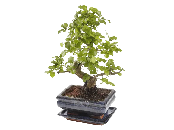 Sustratos Específicos para Bonsái de Árboles de Clima Tropical Húmedo: Guía Completa para el Cultivo Ideal SuBonsai - Sustratos Específicos para Bonsái de Árboles de Clima Tropical Húmedo: Guía Completa para el Cultivo Ideal