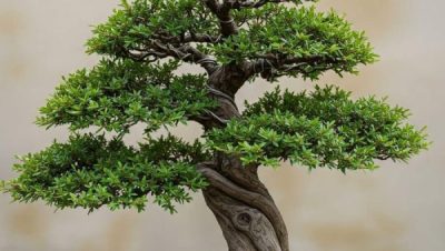 SuBonsai - La Importancia de la Temperatura en el Cultivo de Bonsái: Claves para la Adaptación y Protección de tus Plantas