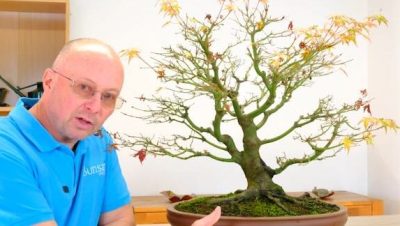 SuBonsai - Técnicas Efectivas de Poda para Bonsáis de Hoja Pequeña y Delicada