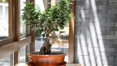 SuBonsai - La Importancia de la Luz en el Desarrollo de tu Bonsái: Requerimientos Esenciales y Ajustes Necesarios