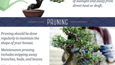 SuBonsai - Las Mejores Especies de Bonsái para Principiantes: Guía de Cuidado y Mantenimiento Sencillo