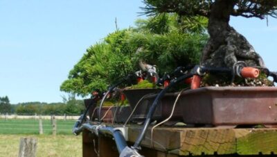 SuBonsai - Temporizadores de Riego: Automatiza el Cuidado de tu Bonsái de Forma Eficiente