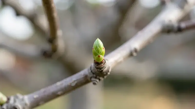 Brote verde nuevo emergiendo en rama de bonsai sin hojas mostrando recuperacion y nuevo crecimiento en primer plano