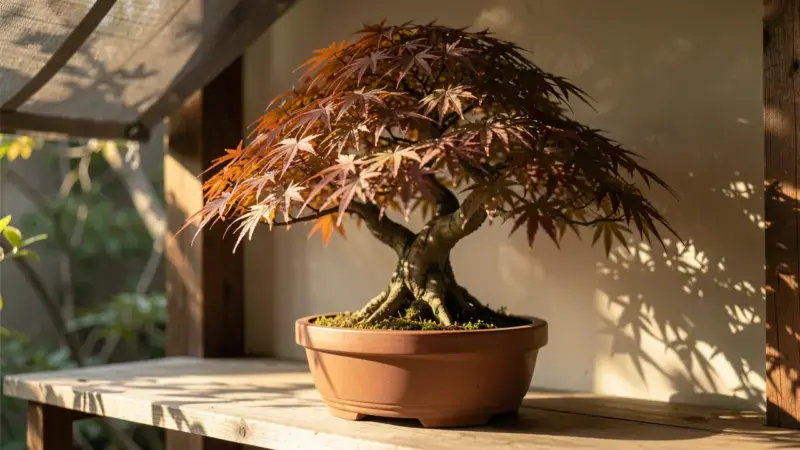 Bonsai arce japones con luz de manana desde la izquierda y sombra suave a la derecha - luz sombra bonsai gestion