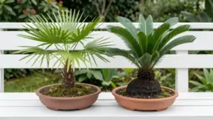 Palmera bonsai: Chamaerops humilis y Cycas revoluta en bandejas ornamentales