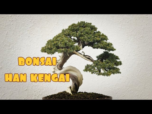Bonsái Dan-Kengai